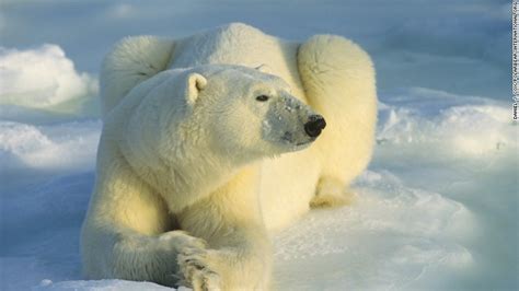 Osos Polares Mantienen A Científicos Atrapados En Una Estación En El