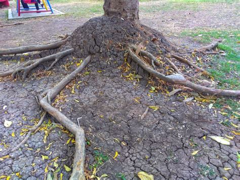 Invasive Tree Roots Damage And Control Of Invasive Tree Root Systems