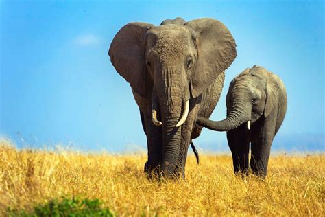 Get Elefantes Fondos De Pantalla De Familia  Aholle