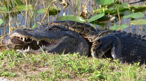 Invasive Pythons Put Squeeze On Everglades Animals Npr