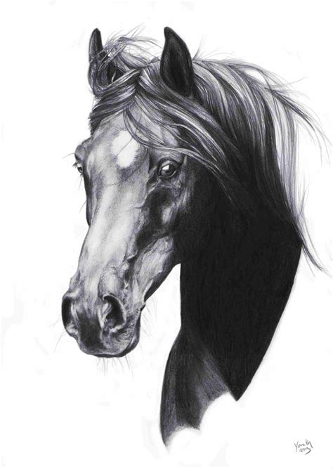 Realistic Horse Head Drawing At Explore Collection
