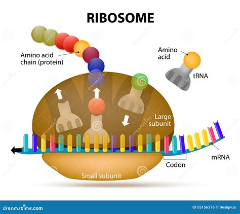 Vector Art The Structure Of The Ribosome Functions