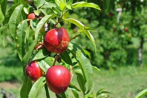 Nectarine Tree Cultivation Care And Harvest Plantura