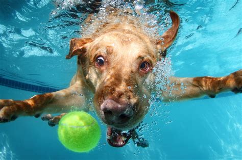 Swimming Dogs Wallpapers Wallpaper Cave