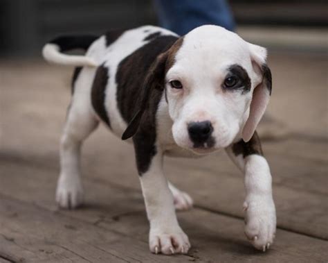 We will be relocating soon and need a new home for our english bulldog puppy. Lupè American Bulldog Baby - Adoption, Rescue for Sale in ...
