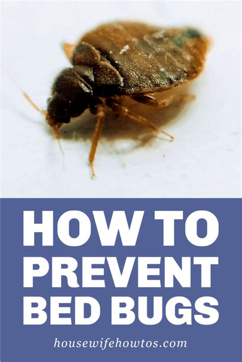 How To Protect Yourself From Bed Bugs At Night Hanaposy