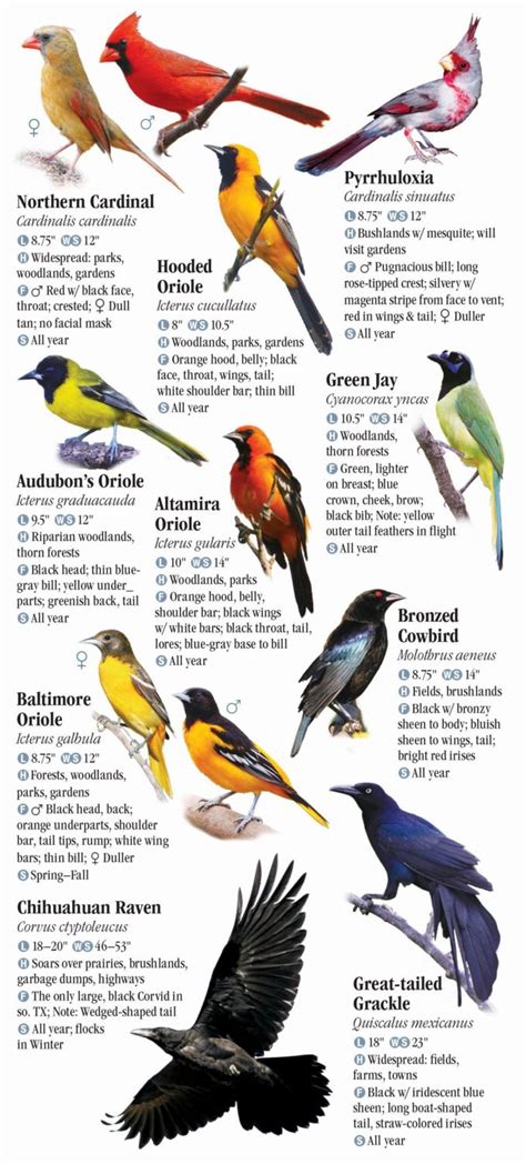 Birds Of South Texas Quick Reference Publishing