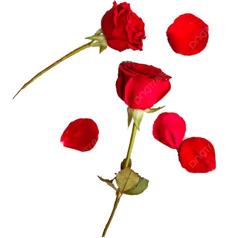 Gambar Dua Fotografi Kelopak Bunga Mawar Merah Yang Indah Dan Indah