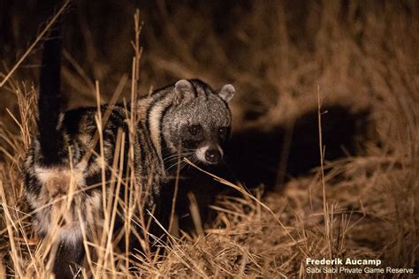 African Civet Sabi Sabi Private Game Reserve Blog
