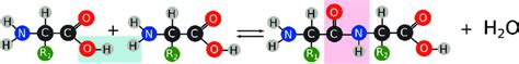 2 Formation Of A Dipeptide In A Condensation Reaction Of Two Amino