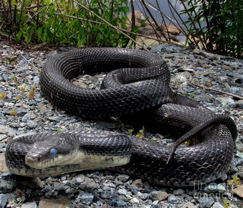 Blue Eyed Black Snake Photograph By Joshua Bales