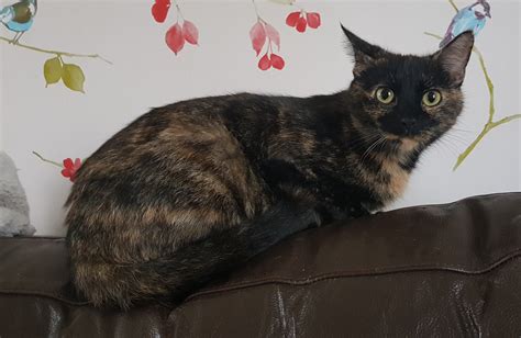 Lady 4 Year Old Female Tortoiseshell Domestic Short Haired Cat For