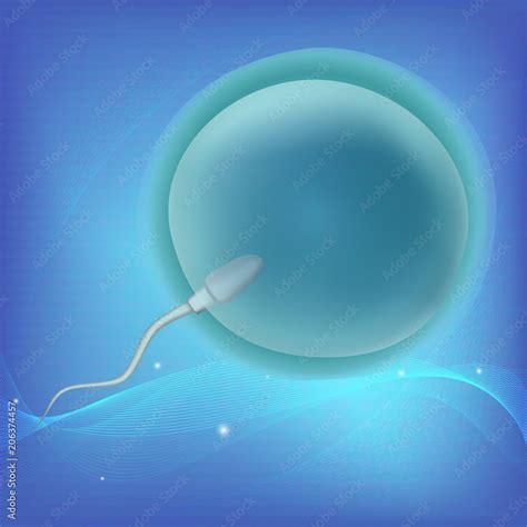 Spermatozoon Sperm And Ovum Egg Fertilization Insemination