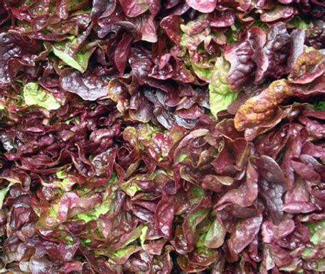 Other Products France Salad Red Oak Lettuce Theodore