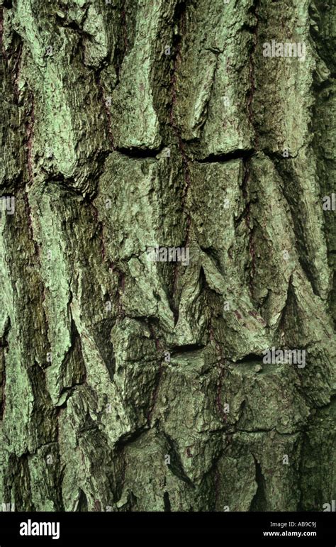 Siberian Elm Ulmus Pumila Var Arborea Bark Stock Photo Alamy