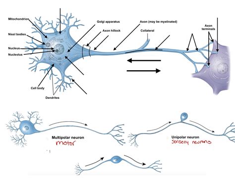 Neuron Telodendria Anatomy Diagram
