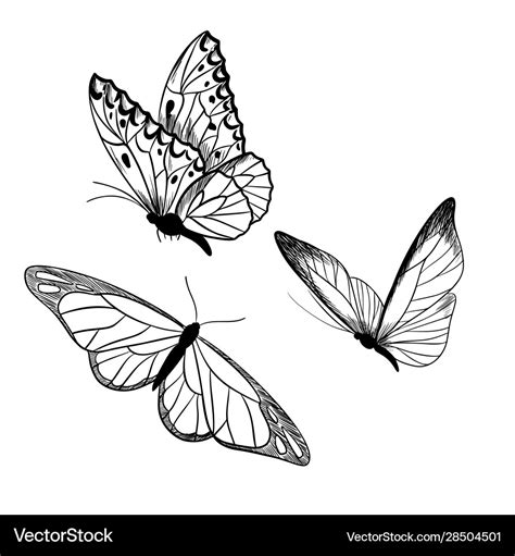 Set Three Butterflies Ink Sketch Hand Drawn Vector Image