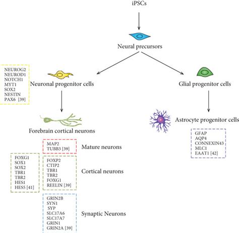 Molecular Barcoding Gene Signatures In Human Psc Neural Download