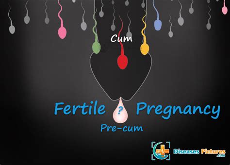 Can You Get Pregnant From Precum Can Precum Get A Girl Pregnant