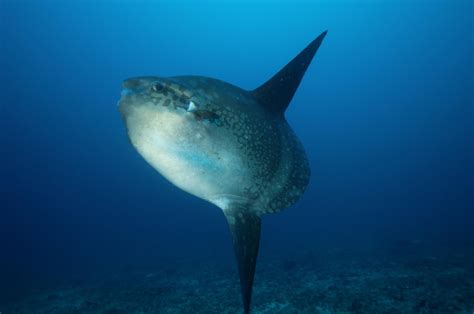 Ocean Sunfish Facts