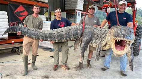 Mississippi Hunters Capture Longest Alligator In State History Indianapolis News Indiana