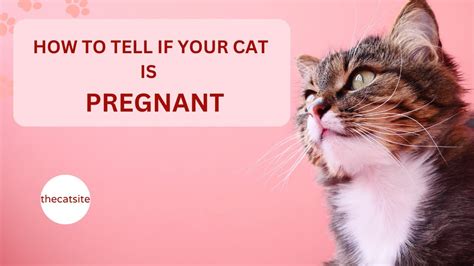 How To Tell If Your Cat Is Pregnant Typical Symptoms Youtube