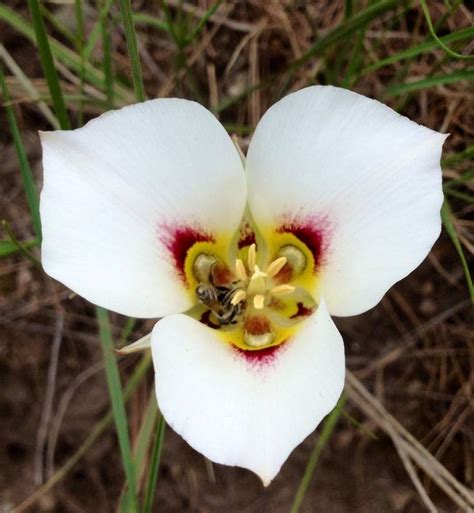 Beautiful Sego Lily Utahs State Flower Flowers Special Flowers