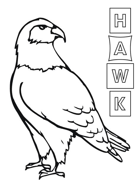 Hawk coloring pages | Coloring pages to download and print