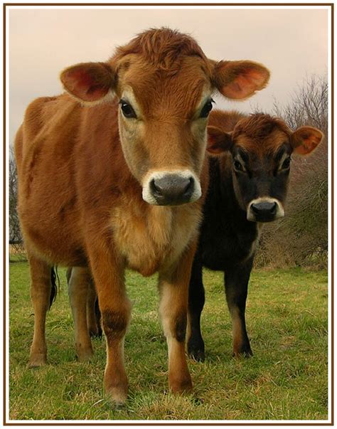 Jersey Cow Love Them They Live In The Water Meadow Along The River