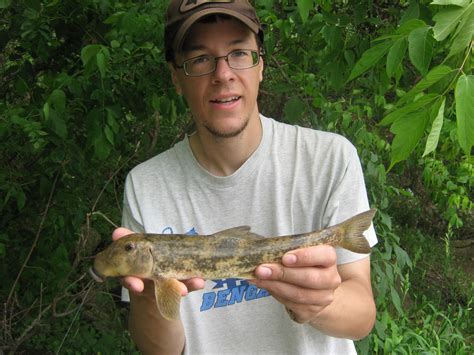 Sucker Northern Hog Carp Chaser