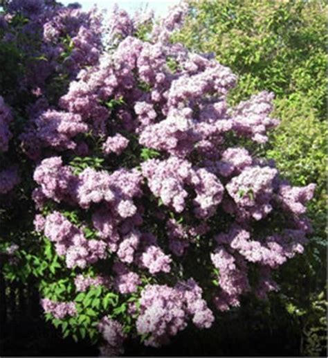 Fragrant Lilac Tree On The Tree Guide At Lilac Tree