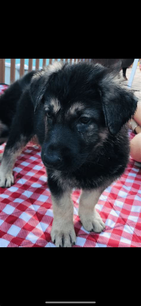 $500 usd on a scale of 1 to 10, my cuteness is an 11. German Shepherd Puppies For Sale | Lancaster, SC #300242