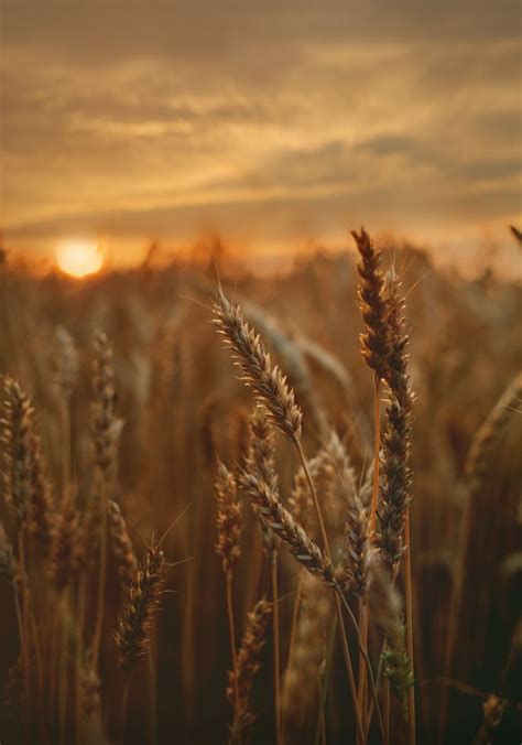 Farm To Fork Wheat Good In Every Grain In 2022 Fall Wallpaper