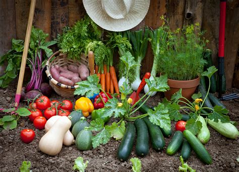 Basics For Planting A Vegetable Garden Backyard Riches