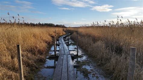 Free Images Landscape Tree Marsh Swamp Wilderness Winter Track
