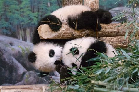 Giant Panda Cubs Toronto Zoo 2 Panda Bear Cute