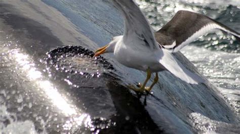 Policías matarán gaviotas en Chubut para proteger a las ballenas