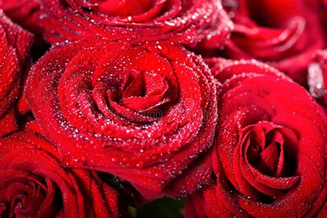 Beautiful Bouquet Of Red Roses Love And Romance Concept Stock Image
