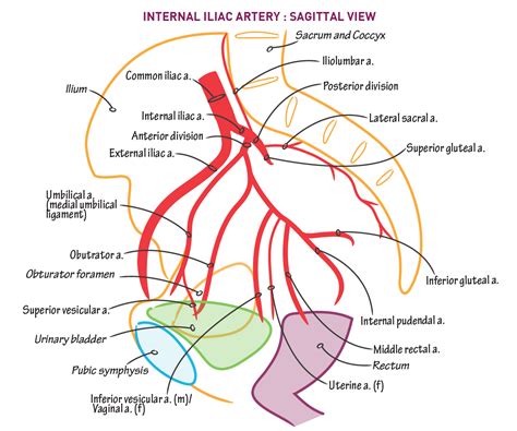 Superior Gluteal Artery Stepwards Hot Sex Picture