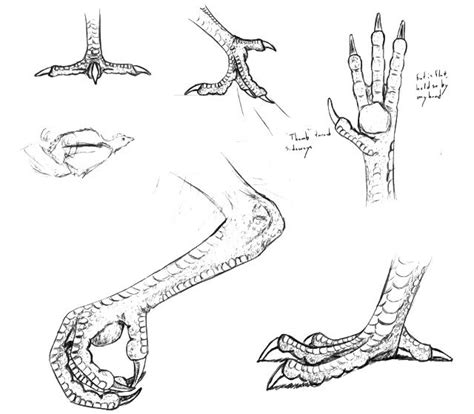 How To Draw Talons Bird Drawings Animal Drawings Feet Drawing