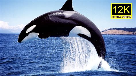 Orca National Wildlife Federation Interesting Facts About Orca
