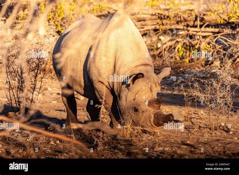 A Black Rhinoceros Diceros Bicornis Eating Scrubs On The Plains Of