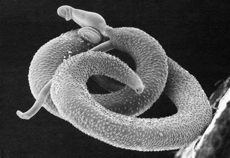 11 Animals That Mate For Life Parasite Parasitic Worms Animals