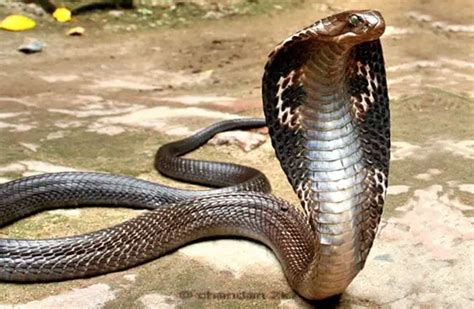 Cobra Description Habitat Image Diet And Interesting Facts