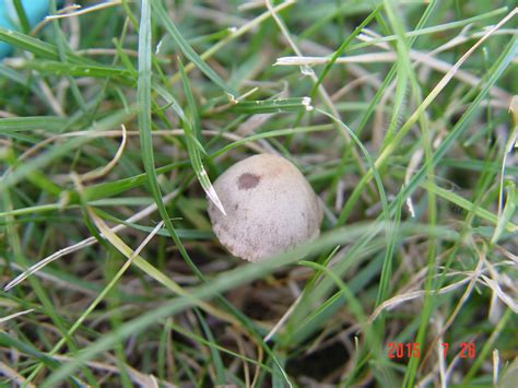 Beautiful North Idaho Mushrooms Lots Of Photography Mushroom