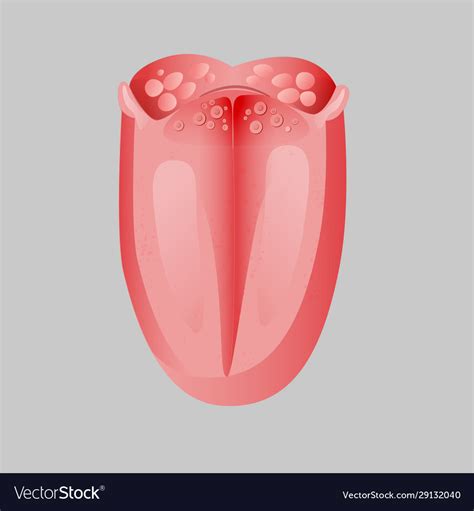 Tongue Anatomy Diagram