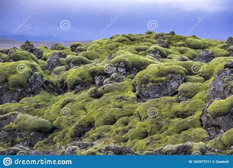 Old Lava Field Covered With Green Moss Near Hekla Volcano South