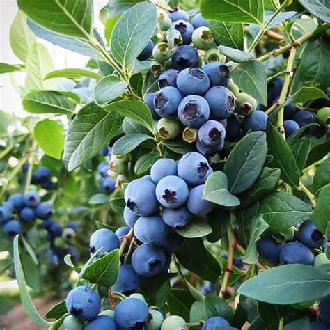 Sunshine Blue Blueberry Bush For Sale Online The Tree Center