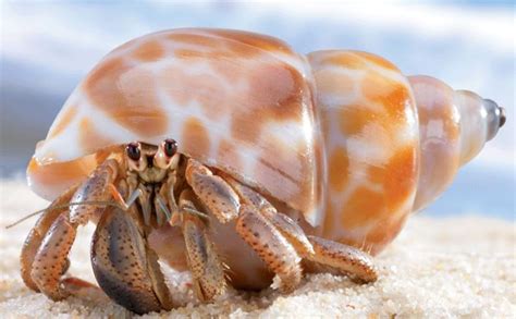 Hermit Crabs Bransons Wild World