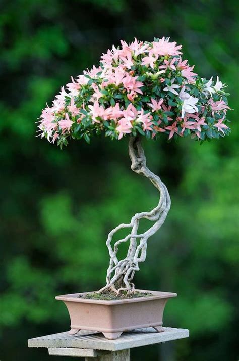 15 Beautiful Bonsai Trees They Are The Perfect Addition To Any Home